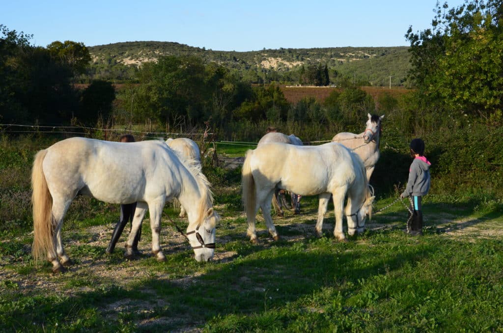 Pensions chevaux, domaine équestre de Maruejols Pensions chevaux, domaine équestre de Maruejols