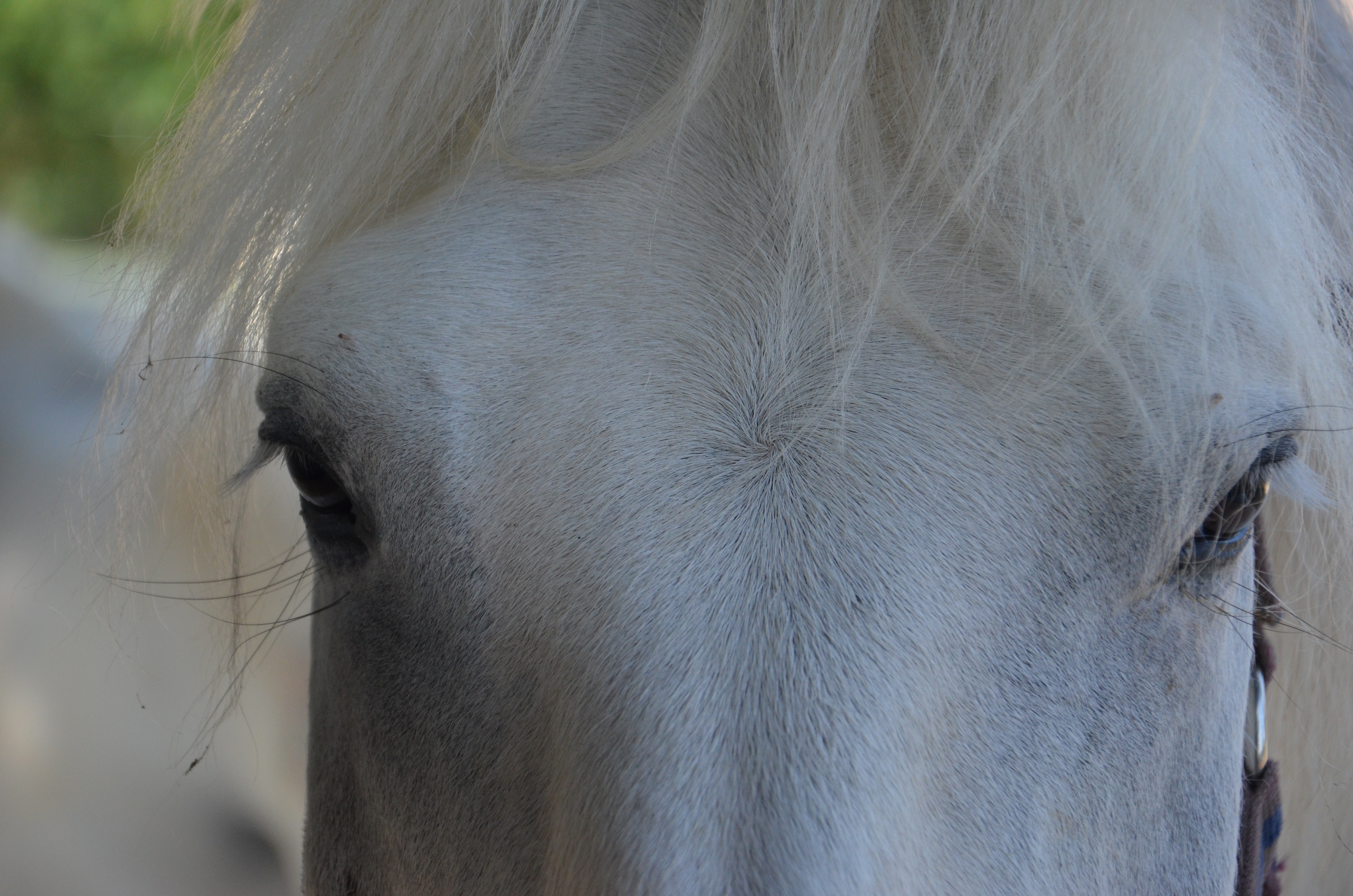 Chevaux regard, domaine équestre de Maruejols