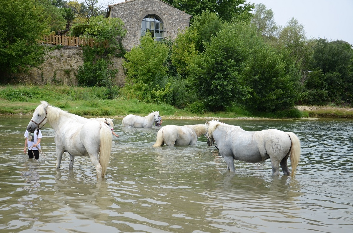 Rando Vidourle, Domaine équestre de Maruejols